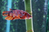 Nemo Koi  Candy Plakat Male Betta (ID#510-M721) Free2Day SHIPPING