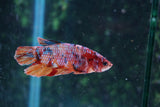 Nemo Koi  Candy Plakat Male Betta (ID#510-M721) Free2Day SHIPPING