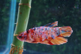 Nemo Koi  Candy Plakat Male Betta (ID#510-M721) Free2Day SHIPPING