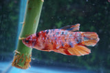 Nemo Koi  Candy Plakat Male Betta (ID#510-M721) Free2Day SHIPPING