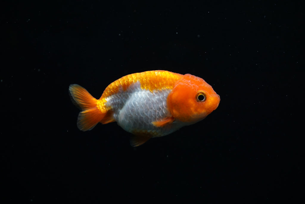 Baby Ranchu  Red White 3 Inch (ID#0213R9b-38) Free2Day SHIPPING