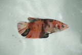 Giant Nemo Koi   Plakat Female Betta (ID#510-F701) Free2Day SHIPPING