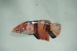 Giant Nemo Koi   Plakat Female Betta (ID#510-F701) Free2Day SHIPPING