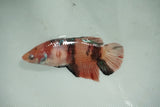 Giant Nemo Koi   Plakat Female Betta (ID#510-F701) Free2Day SHIPPING