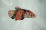 Giant Nemo Koi   Plakat Female Betta (ID#510-F701) Free2Day SHIPPING