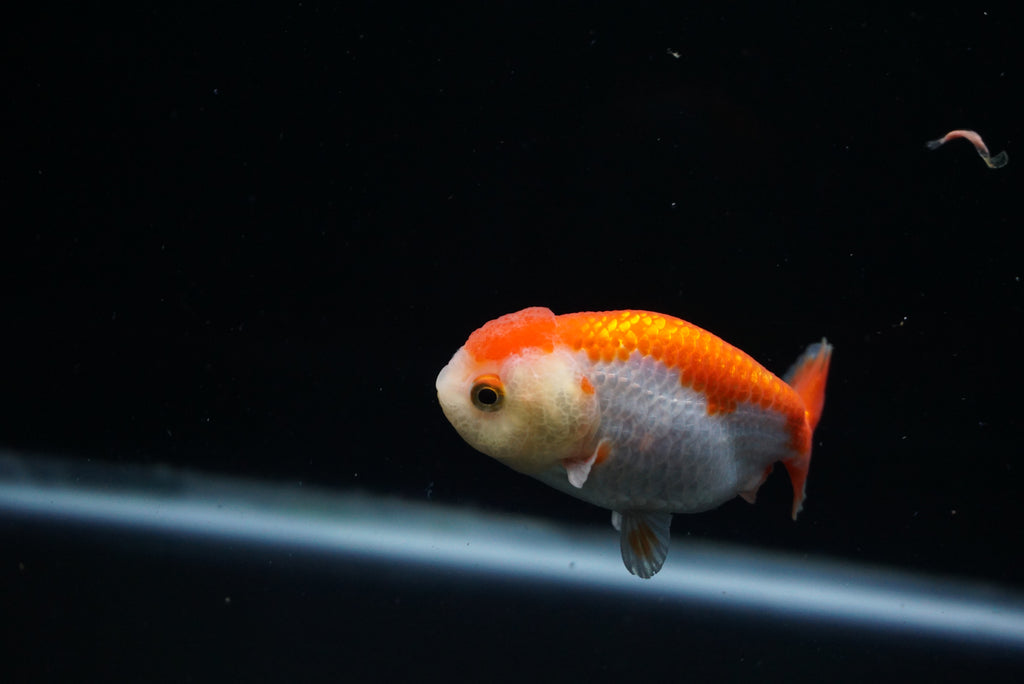 Baby Ranchu  Red White 2.5 Inch (ID#0209R9b-43) Free2Day SHIPPING