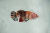 Giant Koi    Plakat Female Betta (ID#510-F702) Free2Day SHIPPING