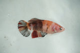 Giant Koi    Plakat Female Betta (ID#510-F702) Free2Day SHIPPING