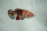 Giant Koi    Plakat Female Betta (ID#510-F702) Free2Day SHIPPING