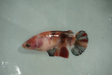 Giant Koi    Plakat Female Betta (ID#510-F702) Free2Day SHIPPING