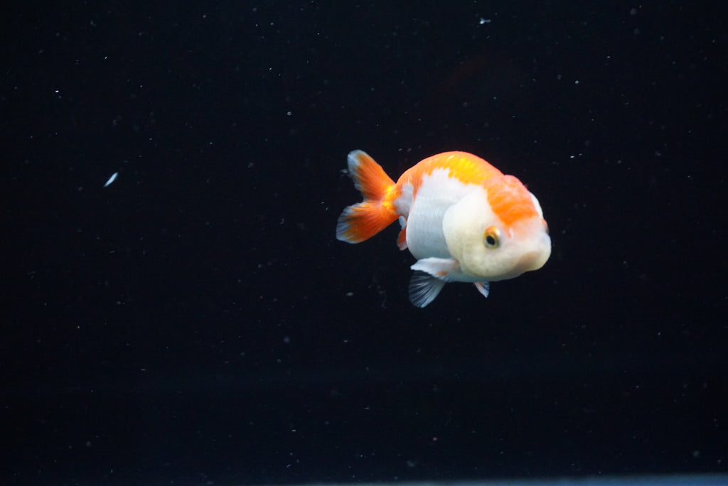Baby Ranchu  Red White 2.5 Inch (ID#0209R9b-43) Free2Day SHIPPING
