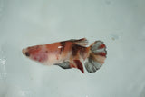 Giant Koi    Plakat Female Betta (ID#510-F702) Free2Day SHIPPING