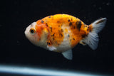 Ranchu  Calico 3 Inch (ID#726R5b-74) Free2Day SHIPPING