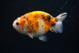 Ranchu  Calico 3 Inch (ID#726R5b-74) Free2Day SHIPPING