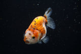 Ranchu  Calico 3 Inch (ID#726R5b-74) Free2Day SHIPPING