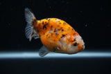 Ranchu  Calico 3 Inch (ID#726R5b-74) Free2Day SHIPPING