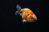 Ranchu  Calico 3 Inch (ID#726R5b-74) Free2Day SHIPPING