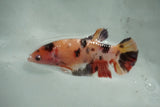 Giant Koi    Plakat Female Betta (ID#510-F704) Free2Day SHIPPING