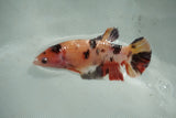 Giant Koi    Plakat Female Betta (ID#510-F704) Free2Day SHIPPING