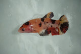 Giant Koi    Plakat Female Betta (ID#510-F704) Free2Day SHIPPING