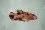 Giant Koi    Plakat Female Betta (ID#510-F704) Free2Day SHIPPING