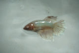 Dumbo Multicolor   Halfmoon Female Betta (ID#510-F706) Free2Day SHIPPING