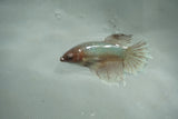 Dumbo Multicolor   Halfmoon Female Betta (ID#510-F706) Free2Day SHIPPING