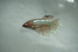 Dumbo Multicolor   Halfmoon Female Betta (ID#510-F706) Free2Day SHIPPING