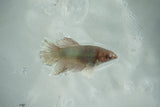 Dumbo Multicolor   Halfmoon Female Betta (ID#510-F706) Free2Day SHIPPING