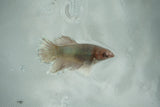 Dumbo Multicolor   Halfmoon Female Betta (ID#510-F706) Free2Day SHIPPING