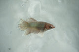 Dumbo Multicolor   Halfmoon Female Betta (ID#510-F706) Free2Day SHIPPING