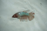 Dumbo Multicolor   Halfmoon Female Betta (ID#510-F707) Free2Day SHIPPING