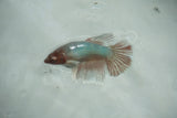 Dumbo Multicolor   Halfmoon Female Betta (ID#510-F707) Free2Day SHIPPING