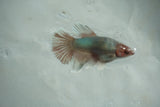 Dumbo Multicolor   Halfmoon Female Betta (ID#510-F707) Free2Day SHIPPING