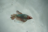 Dumbo Multicolor   Halfmoon Female Betta (ID#510-F707) Free2Day SHIPPING