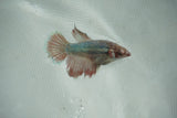 Dumbo Multicolor   Halfmoon Female Betta (ID#510-F708) Free2Day SHIPPING