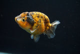 Ranchu  Calico 3 Inch (ID#726R5b-76) Free2Day SHIPPING