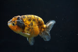 Ranchu  Calico 3 Inch (ID#726R5b-76) Free2Day SHIPPING