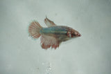 Dumbo Multicolor   Halfmoon Female Betta (ID#510-F708) Free2Day SHIPPING