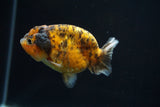 Ranchu  Calico 3 Inch (ID#726R5b-76) Free2Day SHIPPING