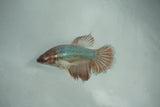 Dumbo Multicolor   Halfmoon Female Betta (ID#510-F708) Free2Day SHIPPING