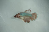 Dumbo Multicolor   Halfmoon Female Betta (ID#510-F708) Free2Day SHIPPING