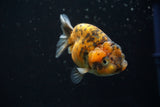 Ranchu  Calico 3 Inch (ID#726R5b-76) Free2Day SHIPPING