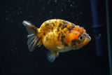 Ranchu  Calico 3 Inch (ID#726R5b-76) Free2Day SHIPPING