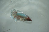 Dumbo Multicolor   Halfmoon Female Betta (ID#510-F710) Free2Day SHIPPING