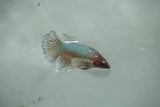 Dumbo Multicolor   Halfmoon Female Betta (ID#510-F710) Free2Day SHIPPING