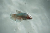 Dumbo Multicolor   Halfmoon Female Betta (ID#510-F710) Free2Day SHIPPING