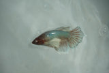 Dumbo Multicolor   Halfmoon Female Betta (ID#510-F710) Free2Day SHIPPING