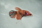 Koi Galaxy   Halfmoon Female Betta (ID#510-F711) Free2Day SHIPPING