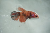 Koi Galaxy   Halfmoon Female Betta (ID#510-F711) Free2Day SHIPPING